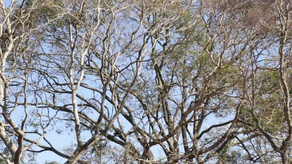 TROPICAL FOREST WITH A GENTLE WIND BETWEEN THE TRANCHES AND BLUE SKY BACKGROUND. PANORAMIC VIDEO IN SELECTIVE FOCUS TROPICAL FOREST WITH A GENTLE WIND BETWEEN THE TRANCHES AND BLUE SKY BACKGROUND. PANORAMIC VIDEO IN SELECTIVE FOCUS