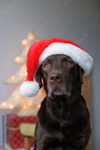 soft selective focus. Labrador retriever dog in a red Santa Claus hat next to the Christmas tree. soft selective focus. celebrating New year and Christmas with the whole family. funny dog yawns  the