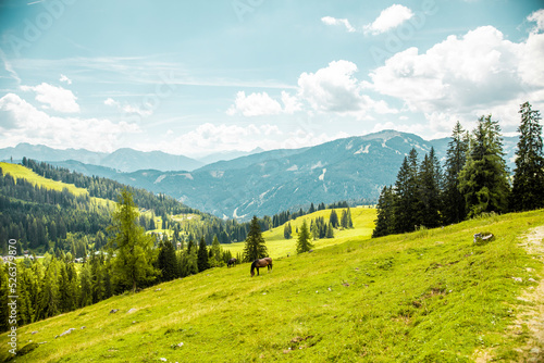 Pferd auf der Weide in den Alpen © la.hoschi.pictures