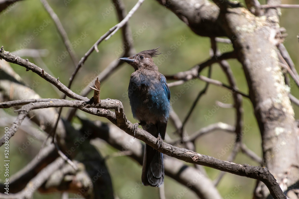 A stellers jay resting in a tree A stellers jay resting in a tree