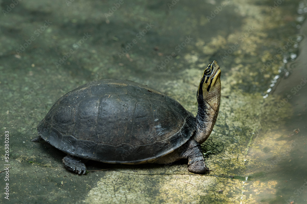 Siamese Box Terrapin(Asian Box Turtle) in the zoo. Siamese Box Terrapin(Asian Box Turtle) in the zoo.