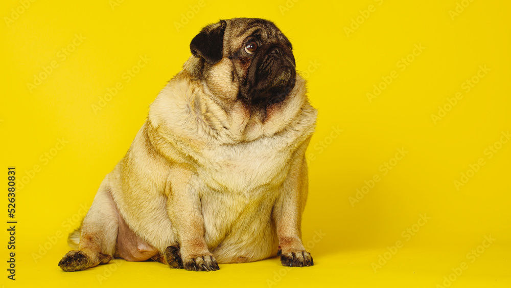 Cute pug on a yellow background. Charming pet pug sitting on a yellow background in the studio and looking away