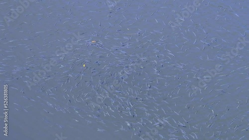 The concept of fish farming. close-up. many little fish splash in the water. the herring is being fed