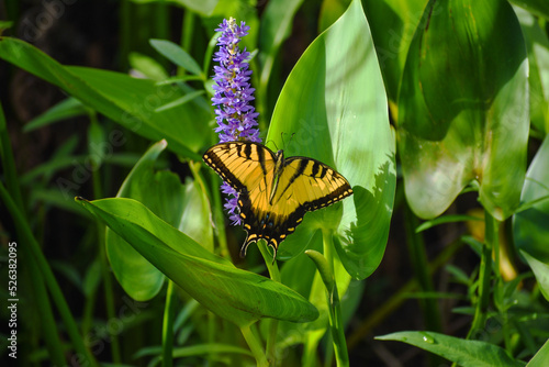 Road side beauty Eastern Tiger Swallowtail butterlfy resting on Pontederia Cordata pickerelweed