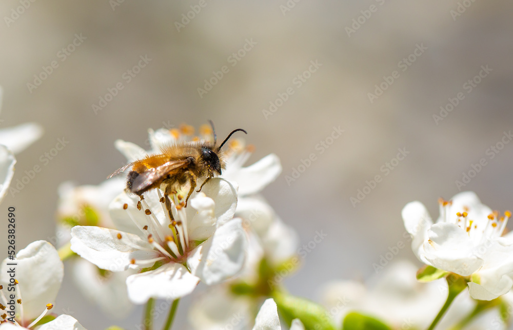 Bee on a flower of the white cherry blossoms. White flowers bloom in the trees. Spring landscape with blooming sakura tree. Beautiful blooming garden on a sunny day. Copy space for text. Bee on a flower of the white cherry blossoms. White flowers bloom in the trees. Spring landscape with blooming sakura tree. Beautiful blooming garden on a sunny day. Copy space for text.