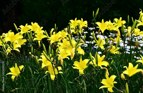 View of the daylilies and daisies in the field photo