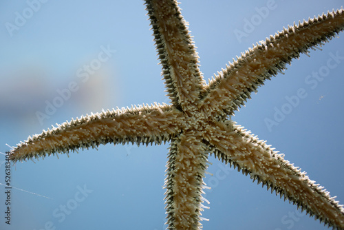 starfish on a glass
