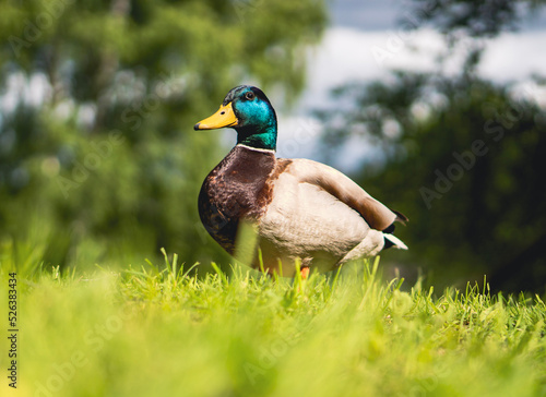 duck in the grass