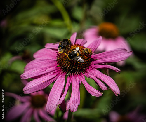 bee on a flower