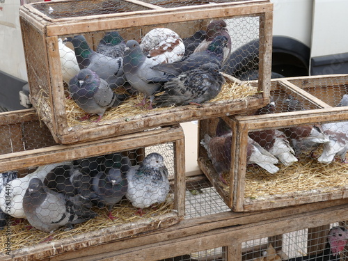 Pigeons at the weekly, farmer, livestock, flea and craft market in Sineu, Mallorca, Spain