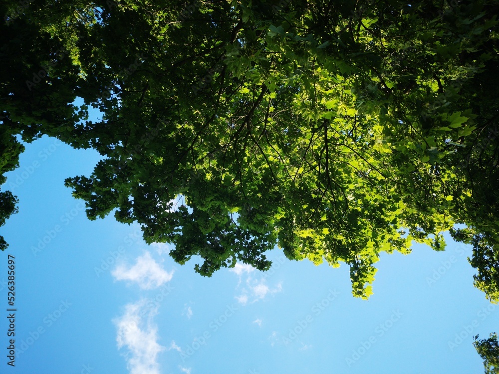 Fototapeta premium green leaves against blue sky
