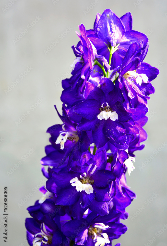 Violet flower of Delphinium, delphinium blue white, Ostróżka Wyniosła Dark Blue White Bee (Delphinium elatum) - obrazy, fototapety, plakaty 