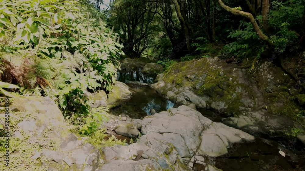 Drone flying in sunny rainforest along the river. Sao Miguel Island, Azores, Portugal Drone flying in sunny rainforest along the river. Sao Miguel Island, Azores, Portugal