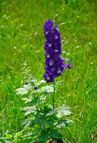Violet flower of Delphinium, delphinium blue white, , Ostróżka Wyniosła Dark Blue White Bee (Delphinium elatum)