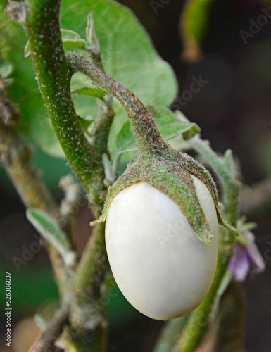 Oberżyna Bakłażan White Egg (Solanum melongena), Eggplant White Egg