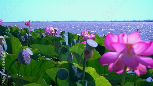 Lotus plantations are swaying in the wind on a sunny summer day.