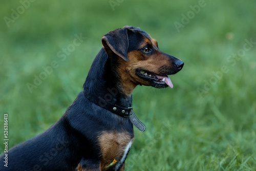 Portrait of a Shorthaired Pinscher in profile on a green background .