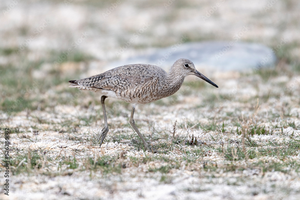 Willet (Catoptrophorus semipalmatus), Frank Lake, Alberta, Canada Willet (Catoptrophorus semipalmatus), Frank Lake, Alberta, Canada