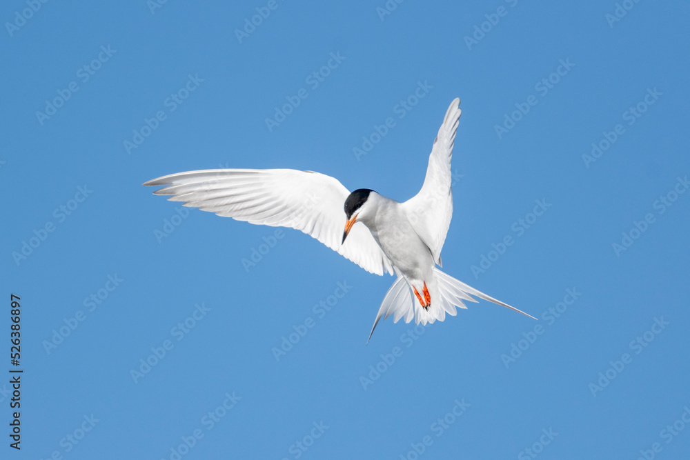 Forster’s tern (Sterna forsteri) in flight, Frank Lake, Alberta, Canada Forster’s tern (Sterna forsteri) in flight, Frank Lake, Alberta, Canada
