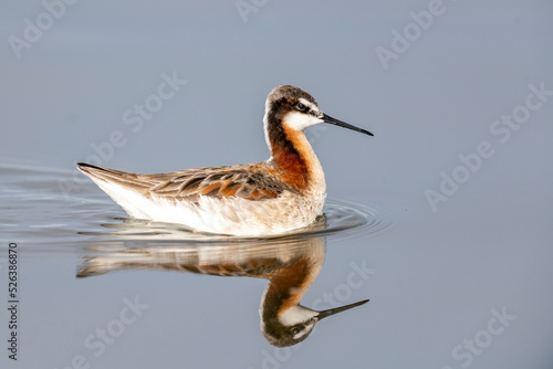 Wilson’s phalarope (Phalaropus tricolor), Frank Lake, Alberta, Canada