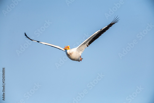 American white pelican  Pelecanus erythrorhynchos  in flight Frank Lake  Alberta  Canada