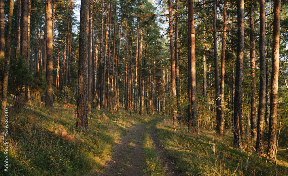 Eco trail in a nature reserve, an ecologically clean place in the forest Eco trail in a nature reserve, an ecologically clean place in the forest