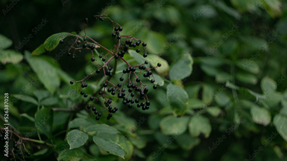 Elderberry with green leaf and black berry 