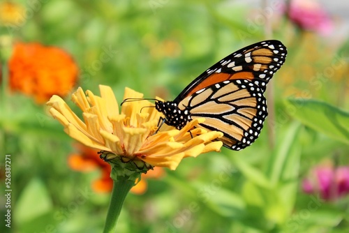 Monarch Butterfly on a yellow Zinnia bloom  © Patricia