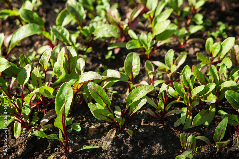 Seedlings of Swiss chard growing in a garden bed. Seedlings of Swiss chard growing in a garden bed.