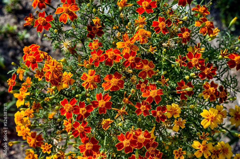 bouquet of small beautiful orange flowers