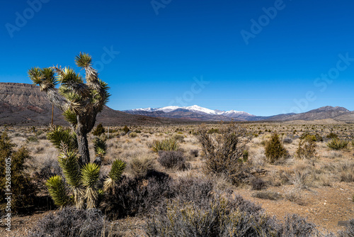 desert landscape Usa