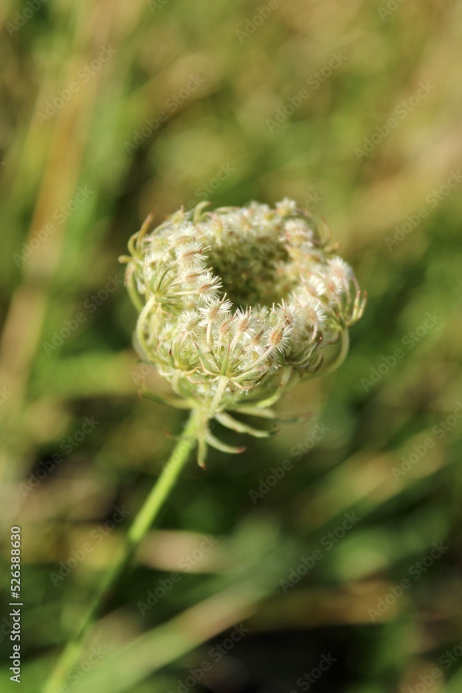 Queen Anne’s Lace blooming Queen Anne’s Lace blooming