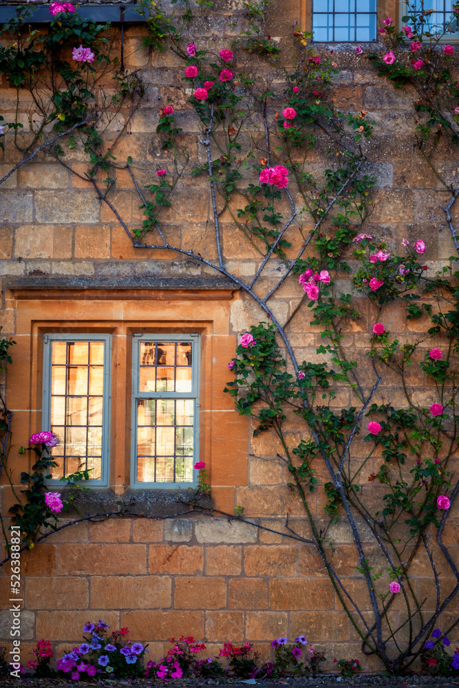 Climbing flowers on the facade of a house in Chipping Camden 