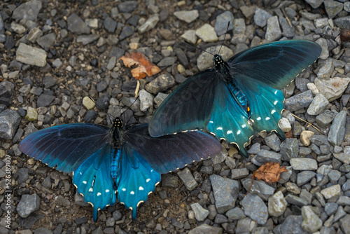 Battus philenor, the pipevine swallowtail or blue swallowtail, is a swallowtail butterfly.  beautiful blue butterfly in Cades Cove / Great Smoky Mountains National Park
