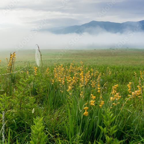 Peach gladiolus in a meadow in Cades Cove, Great Smoky Mountains national Park on a foggy day with wonderful clouds playing off the mountain in the distance