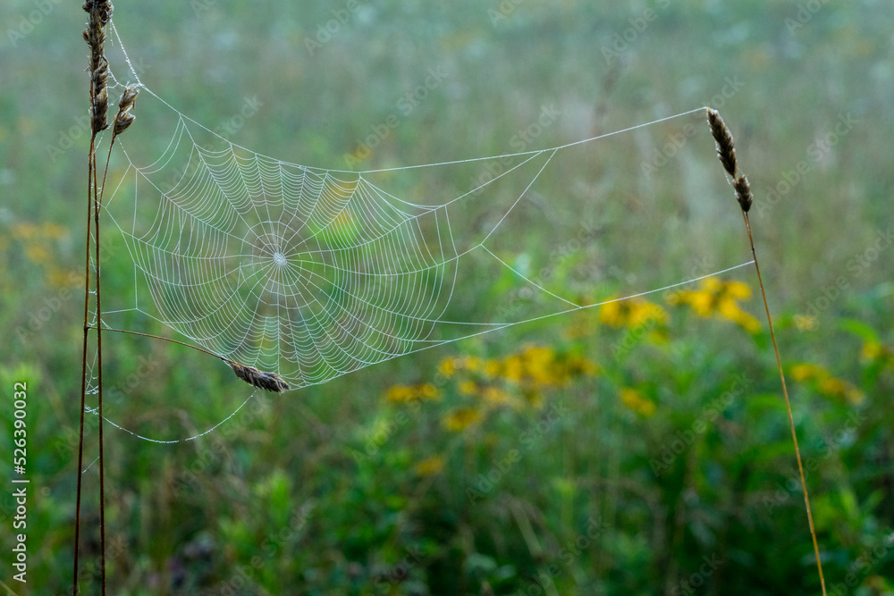 Spiderwebs dripping with morning dew on a foggy day in Cades Cove Great Smoky Mountains National Park.