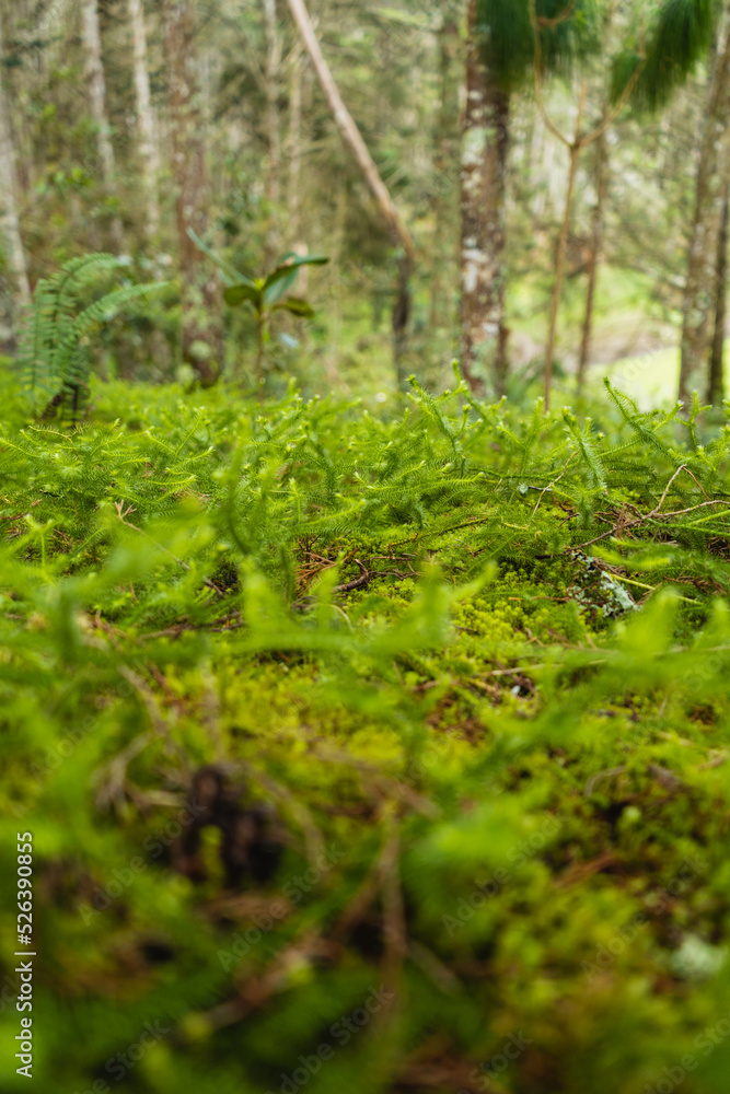 Fototapeta premium Naturaleza
