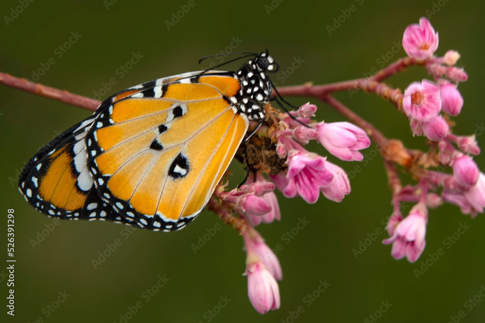 Naklejka premium Macro shots, Beautiful nature scene. Closeup beautiful butterfly sitting on the flower in a summer garden.