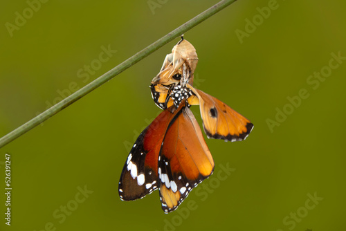 Fotografiet Amazing moment ,Monarch Butterfly , caterpillar, pupa and emerging with clipping path