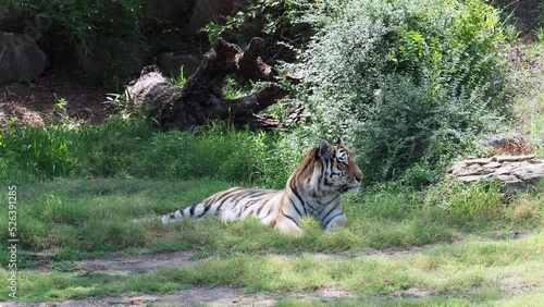 Amur Tiger Looking at Camera photo