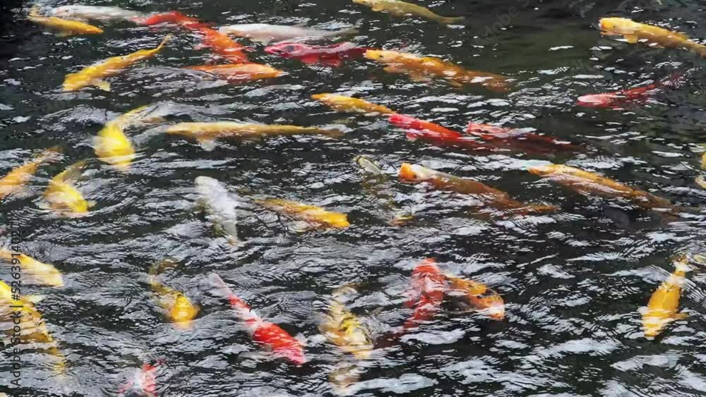 Koi Fish Swimming in Small Pond in Wichita Kansas Koi Fish Swimming in Small Pond in Wichita Kansas