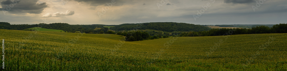 green hilly corn field with forests under a cloudy sky. widescreen panoramic side view. evening agricultural landscape green hilly corn field with forests under a cloudy sky. widescreen panoramic side view. evening agricultural landscape
