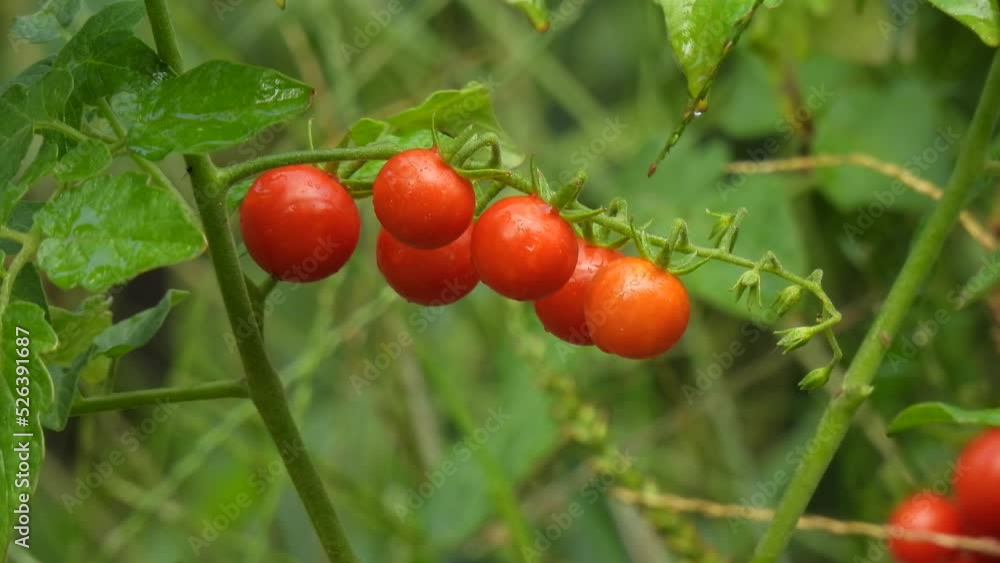 Harvesting cherry tomatoes. Hand plucks tomatoes. Tomato, cherry tomatoes on a branch in the garden. Harvest of small red tomatoes. Harvesting cherry tomatoes. Hand plucks tomatoes. Tomato, cherry tomatoes on a branch in the garden. Harvest of small red tomatoes.