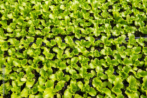 lettuce greenhouse