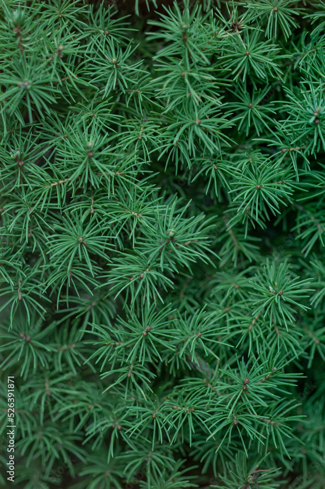 Green plant bush background. Nature texture for design and decoration.