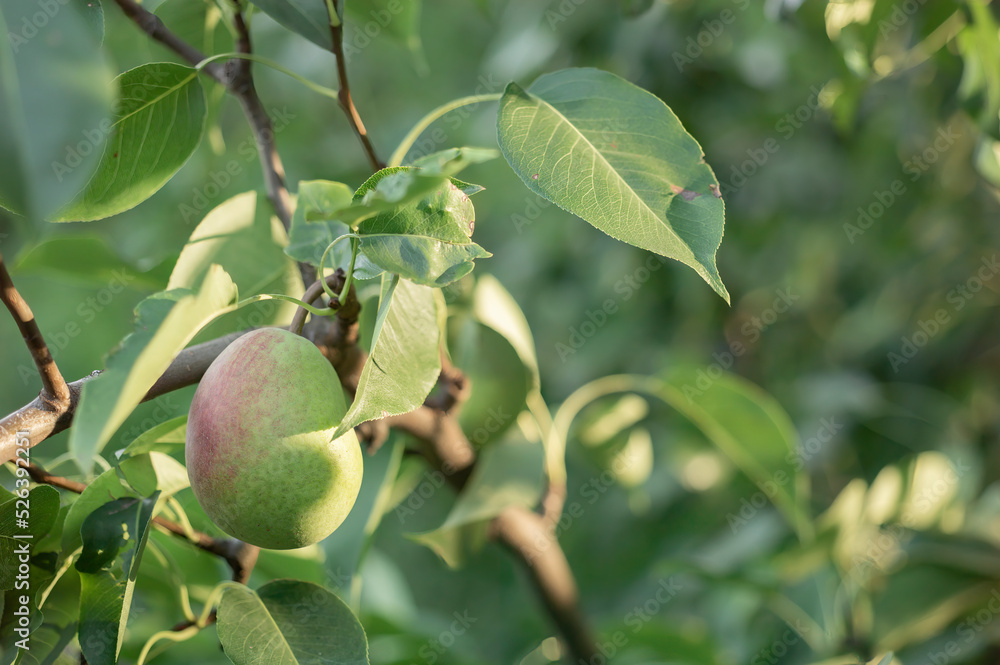 Green ripe pear fruits on the tree. Ripe pear fruits in the garden, close-up. Selective focus. Harvest grow on a branch. Gardening, healthy plants. The wind shakes the leaves. Growing organic fruits. Green ripe pear fruits on the tree. Ripe pear fruits in the garden, close-up. Selective focus. Harvest grow on a branch. Gardening, healthy plants. The wind shakes the leaves. Growing organic fruits.