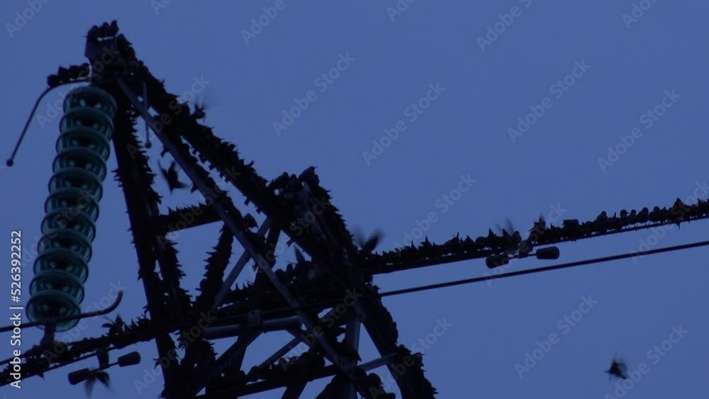 Video Stock Flock of birds roosting on wires and pylon and fly off ...
