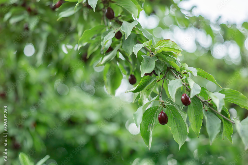 European cornel. The fruits of the dogwood tree. European dogwood berries. Cornelian cherry