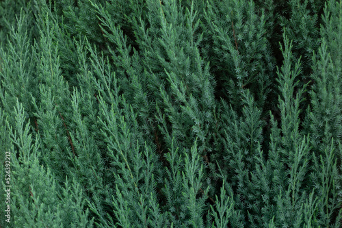 Coniferous plant thuja. Green nature background.