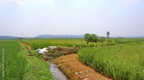 The atmosphere of the morning in the green rice fields with the background of mount.